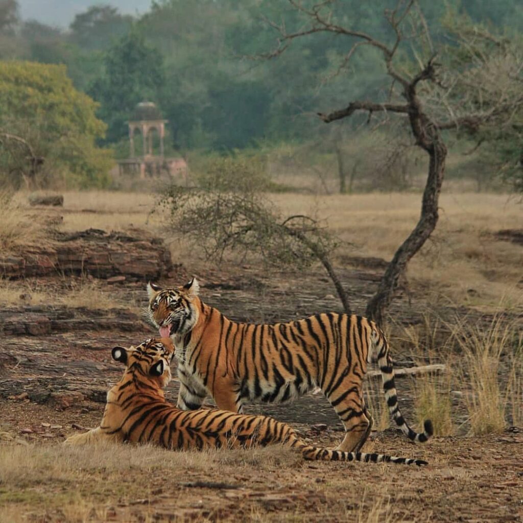 RIDDHI T124 RANTHAMBORE