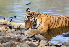 T-98 Ranthambore tiger resting near waterhole in Zone 5