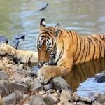 T-98: The Life Story of the Prominent Tiger